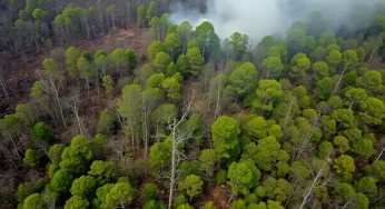 Wildfire Containment Brings Relief to South Carolina Residents